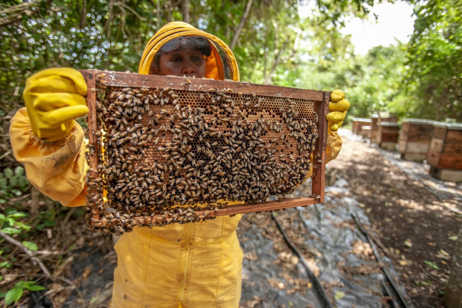 A beekeeper holding a full frame of bees