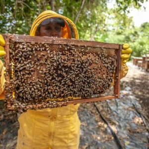 A beekeeper holding a full frame of bees