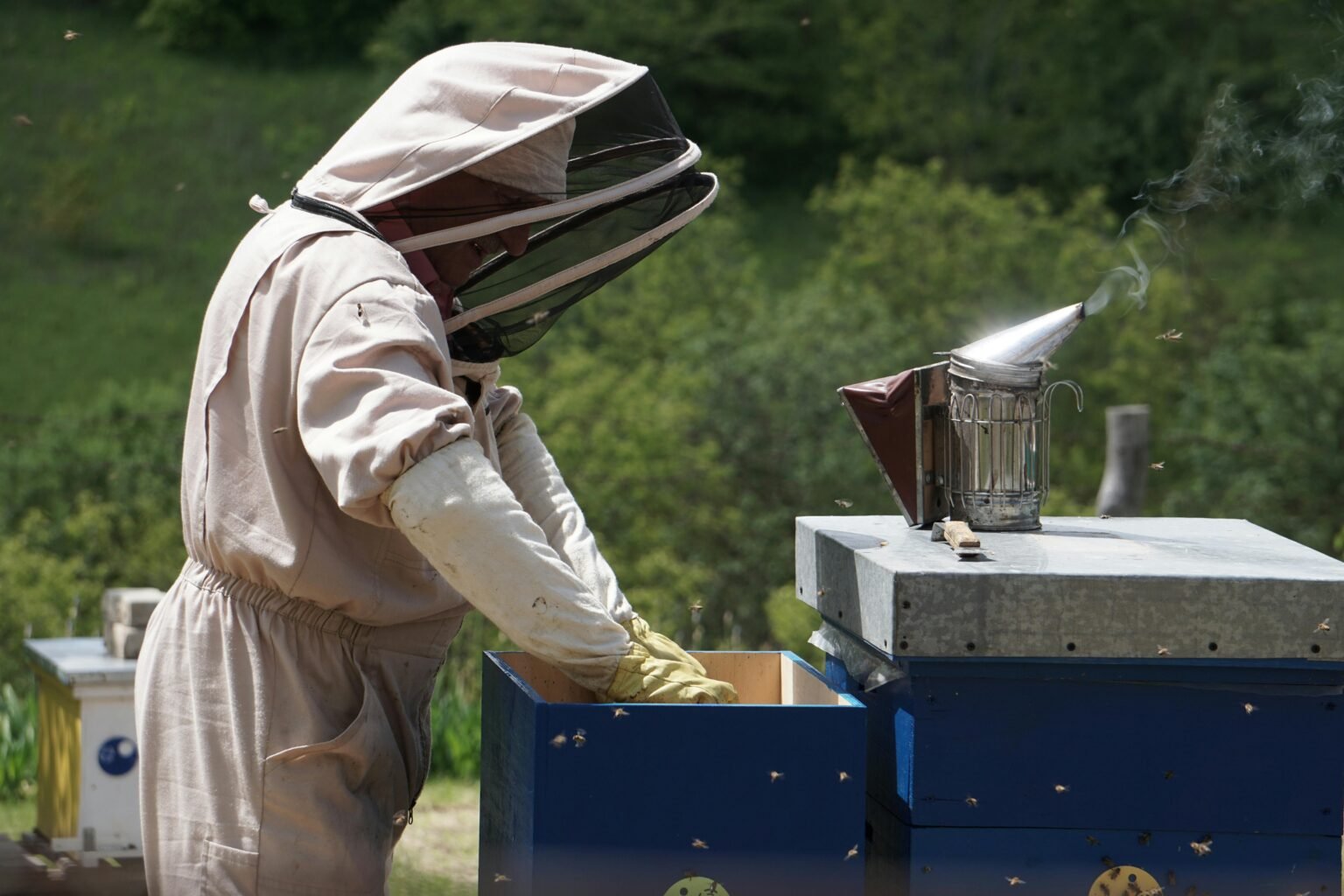 A beekeeper working on a hive