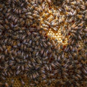 Bees on honeycomb