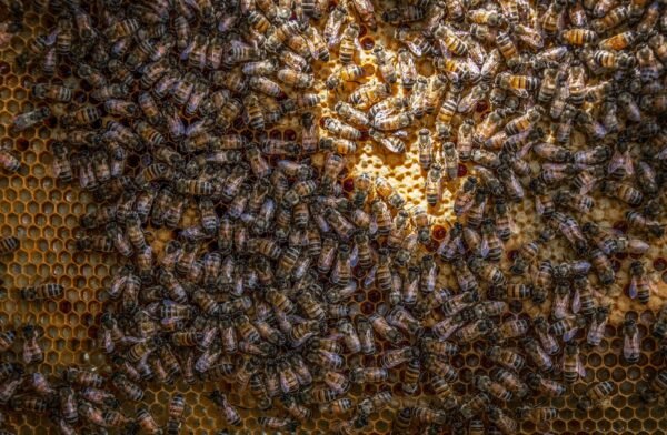 Bees on honeycomb