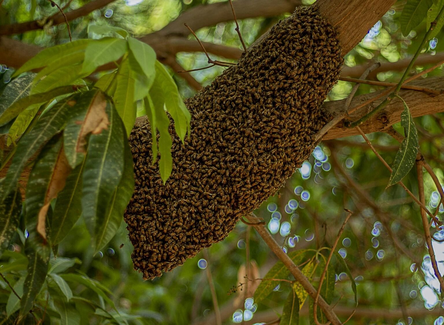 A wild bee swarm on a tree branch